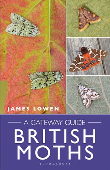 British Moths- A Gateway Guide
