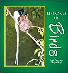 LIFE CYCLE OF BIRDS
