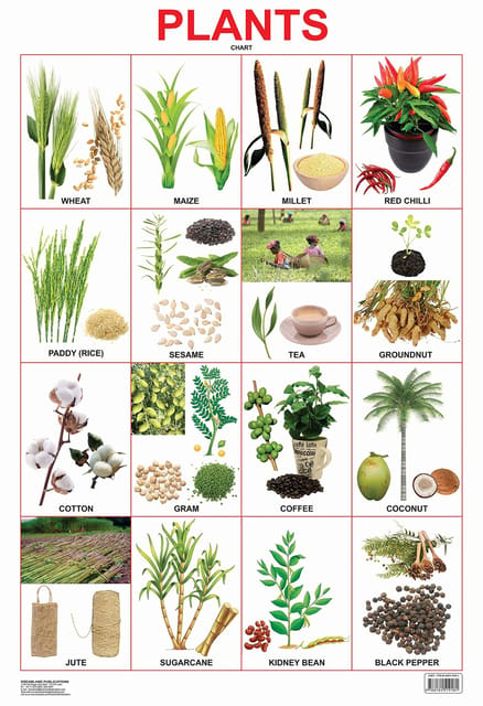 Plants Chart : Reference Educational Wall Chart