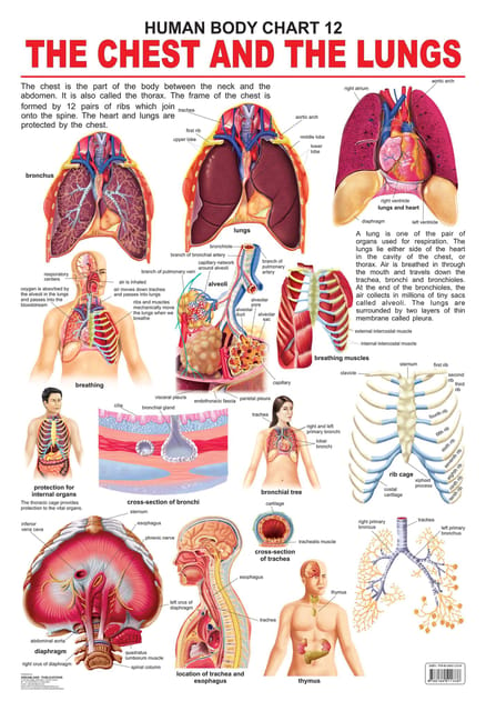 The Chest & the Lungs : Reference Educational Wall Chart