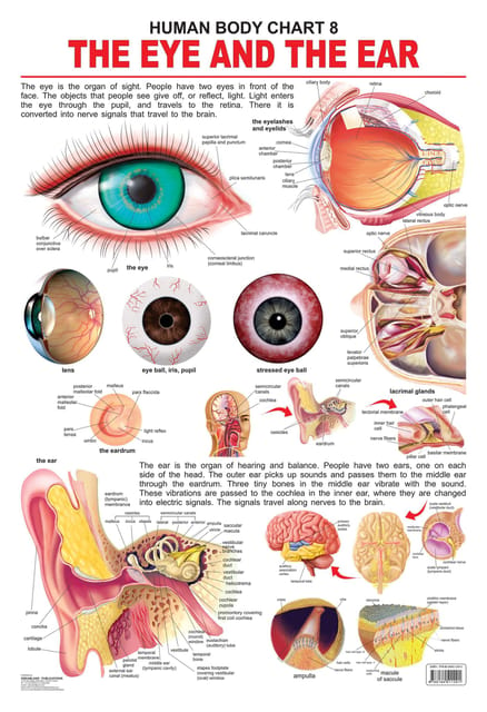 The Eye & the Ear : Reference Educational Wall Chart
