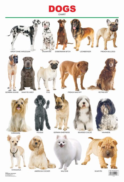 Dogs : Reference Educational Wall Chart