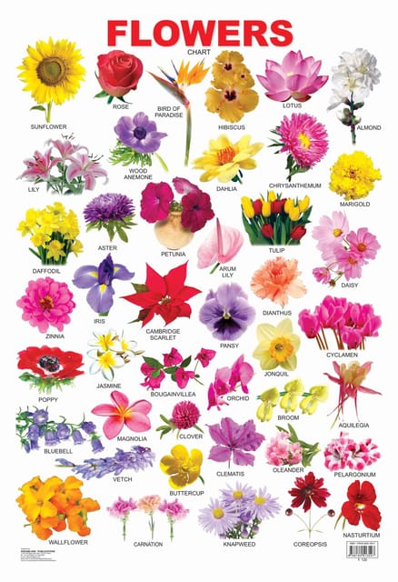 Flower : Reference Educational Wall Chart