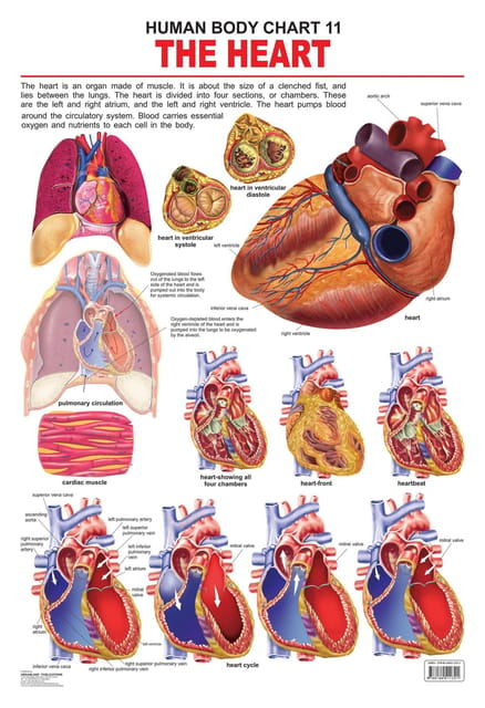 The Heart : Reference Educational Wall Chart