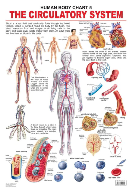 The Circulatory System : Reference Educational Wall Chart